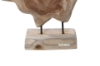 Picture of BARON Solid Teak Wood Display Abstract - Medium