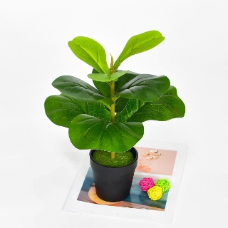 Picture of ARTIFICIAL Fiddle Leaf - 13 inch /33 cm