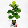 Picture of ARTIFICIAL Fiddle Leaf - 13 inch /33 cm