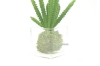 Picture of ARTIFICIAL PLANT 288 WITH VASE (6.5CM X 20CM)