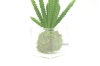 Picture of ARTIFICIAL PLANT 288 with Vase (6.5cm x 20cm)