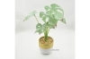 Picture of ARTIFICIAL PLANT 282 WITH VASE (14.5CM X 50CM)