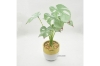 Picture of ARTIFICIAL PLANT 282 with Vase (14.5cm x 50cm)