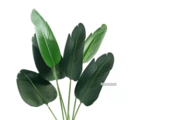 Picture of ARTIFICIAL PLANT 47"/71" Banana Leaf with Black Plastic Pot - 47"