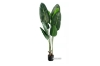 Picture of ARTIFICIAL PLANT 47"/71" Banana Leaf with Black Plastic Pot