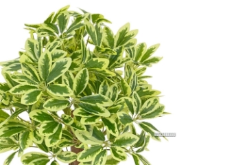 Picture of ARTIFICIAL PLANT 266-271 198 Leaves (60cm)