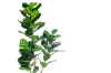 Picture of ARTIFICIAL PLANT 266-304 Thick Branch Fiddle Leaf (180cm)