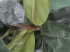 Picture of ARTIFICIAL PLANT 266-329 Rubber Tree 160cm