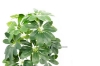 Picture of ARTIFICIAL PLANT 266-272 50cm