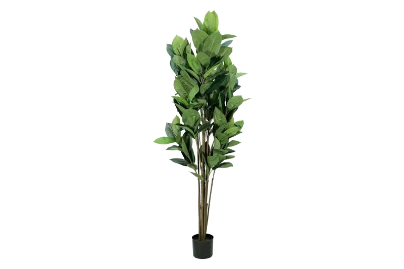 Picture of ARTIFICIAL PLANT 266-329 Rubber Tree 160cm