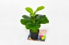 Picture of ARTIFICIAL Fiddle Leaf - 21 inch / 55cm