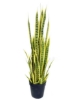 Picture of ARTIFICIAL PLANT Dracaena Trifasciata--2 Size (17.5"/39.5")