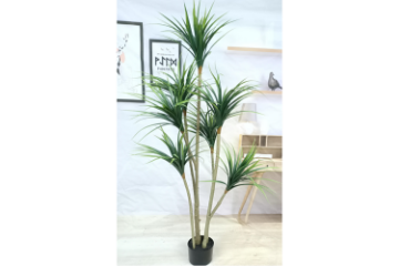 Picture of ARTIFICIAL PLANT Dracaena Tree (H170cm)