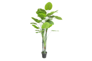 Picture of ARTIFICIAL PLANT Taro Tree