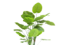 Picture of ARTIFICIAL PLANT TARO TREE