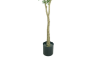 Picture of ARTIFICIAL PLANT Olive Tree (H180cm)