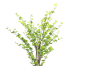 Picture of ARTIFICIAL PLANT Watercress Tree (H180)