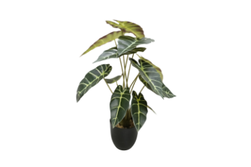 Picture of ARTIFICIAL PLANT Alocasia with Block Pot