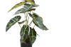 Picture of ARTIFICIAL PLANT Alocasia with Block Pot