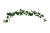 Picture of ARTIFICIAL PLANT SWEET POTATO VINES 02 (2M LONG)