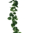 Picture of ARTIFICIAL PLANT Sweet Potato Vines 02 (2M Long)