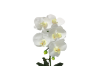Picture of ARTIFICIAL PLANT WHITE ORCHID WITH SILVER VASE (H45CM)