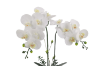 Picture of ARTIFICIAL PLANT White Orchid with Silver Vase (H45cm)