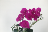 Picture of ARTIFICIAL PLANT PINK ORCHID WITH WHITE VASE (H55CM)