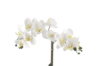 Picture of ARTIFICIAL PLANT White Orchid with White Vase (H17")