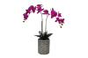 Picture of ARTIFICIAL PLANT Pink Orchid with Silver Vase (H55cm)