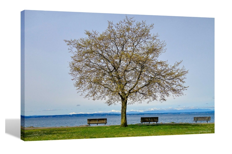 Picture of TREE WATERFRONT AT SEATTLE UNITED STATES - Frameless Canvas Print Wall Art (150CMX100CM)