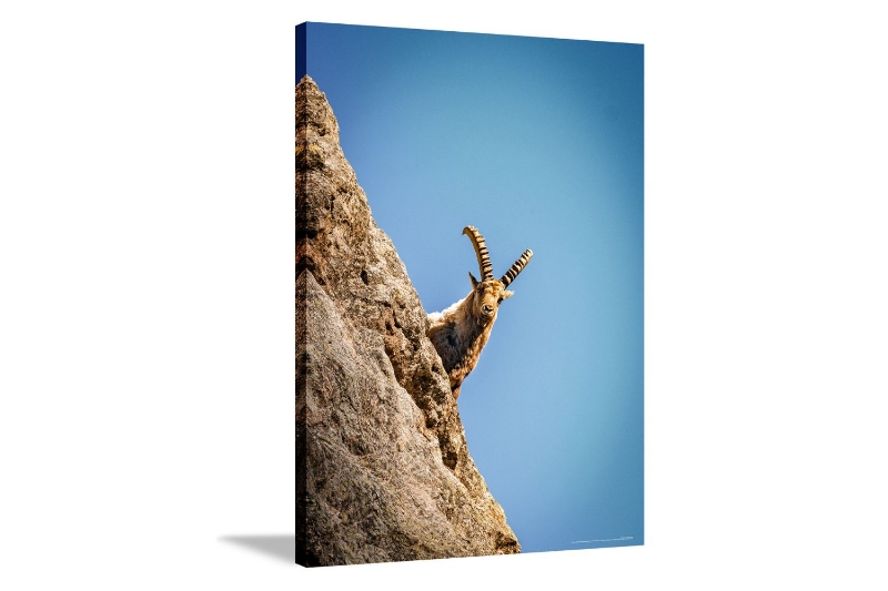 Picture of GOAT ON THE ROCK - Frameless Canvas Print Wall Art (120CMX80CM)