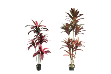 Picture of CORDYLINE TERMINALIS Artificial Plant - 59"