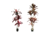 Picture of CORDYLINE TERMINALIS Artificial Plant - 82.5"