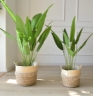 Picture of JUTE Rope Flowerpot/ Plant Basket/ Storage Basket Assorted Sizes - Large Size 25x22cm 