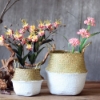 Picture of Seagrass Belly Basket/ Floor Planter/ Storage Belly Basket in White & Natural Two Tone Color Assorted Sizes