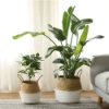 Picture of Seagrass Belly Basket/ Floor Planter/ Storage Belly Basket in White & Natural Two Tone Color Assorted Sizes