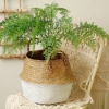 Picture of Seagrass Belly Basket/ Floor Planter/ Storage Belly Basket in White & Natural Two Tone Color Assorted Sizes