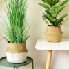 Picture of Seagrass Belly Basket/ Floor Planter/ Storage Belly Basket in White & Natural Two Tone Color Assorted Sizes