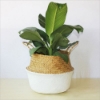 Picture of Seagrass Belly Basket/ Floor Planter/ Storage Belly Basket in White & Natural Two Tone Color Medium Size