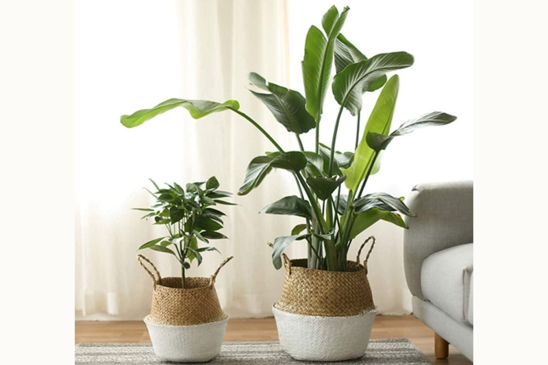 Picture of Seagrass Belly Basket/ Floor Planter/ Storage Belly Basket in White & Natural Two Tone Color Assorted Sizes