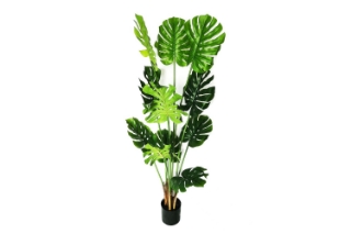 Picture of ARTIFCIAL Plant  35"/55"/71" Monstera Delicosa - 71"