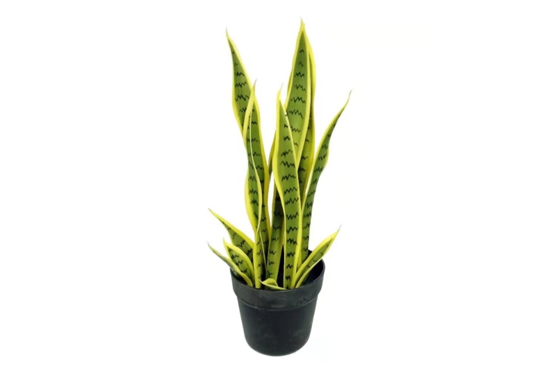 Picture of ARTIFICIAL PLANT Dracaena Trifasciata--2 Size (45cm/100cm)