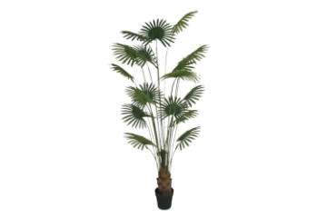 Picture of ARTIFICIAL PLANT Fan Palm 210cm