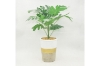 Picture of ARTIFICIAL PLANT 284 with Vase (34cm x 45cm)