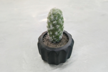 Picture of ARTIFICIAL Round Cactus Potted Plant - Each