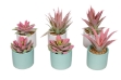 Picture of Set of 6 - ARTIFICIAL Gradient Succulent Plants with Cement Pots
