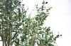 Picture of Artificial Potted Olive Plant (H90.5")