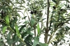 Picture of Artificial Potted Olive Plant (H90.5")