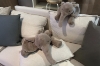 Picture of ELEPHANT H17.5"/H27.5" Plush Cushion (Off-white/Brown)
